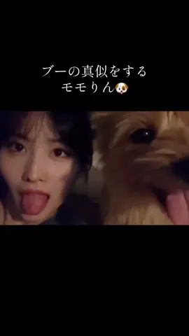 見ててほっこりしてしまう☺️ #モモ #twiceonce #onceと繋がりたい #fyp 