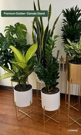 Upgrade your space with our Premium Golden Stand—a sleek, elegant plant stand that adds luxury to any room. Perfect for showcasing indoor plants in style! #GoldenStand #LuxuryDecor #IndoorPlants #ElegantLiving  #GardenInRoom 