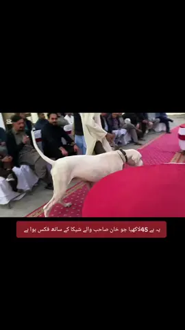 #foryou #ukdogs #bullishokeen #viral_video #mahsabdhanyal #786mahsab #bullydog #bullykutta🔥😎 #fyp #dogs #uktiktok #foryoupage❤️❤️ #videoviral #video #unitedkingdom 