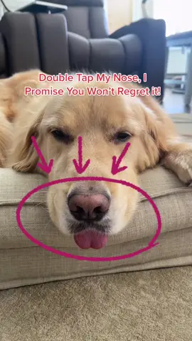 Buddy loves you ❤️🥺 #followme #cutedog #doglover #dog #tiktokdogs #dogsoftiktok #goldenretriever #goldenretrieverpuppy #puppy #cutepuppy #dogtok #fyp