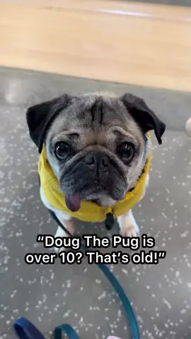 Gonna send this video to anyone who makes rude comments about Doug’s age or his cute white hairs 😁