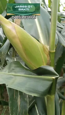 Jab6901-Sakti di Usia 85 Hari #jab69-01sakti #petanijagung #hargajagung #petanimuda #petaniindonesia🇮🇩🇮🇩🇮🇩🌿🌿 