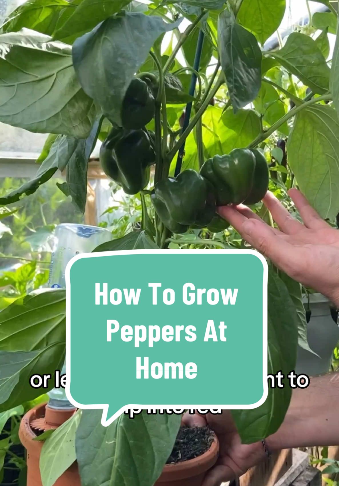 Today we are back and I am sharing one of my favourite videos, growing one of my favourite plants to grow. I know I say this a lot, and about a lot of crops but peppers are possibly one of my favourite crops and are actually super easy to grow at home.  Now while it is still way too cold to start your pepper seeds outside especially in the UK, you can sow them and keep the seeds on a sunny windowsill, ideally by a radiator inside your home. That way they will get a bit of a head start and will be flowering and fruiting a few months earlier than if you wait until early spring.  Peppers will not tolerate any frost at all, so please do not be tempted to put them outside just yet. I wait until at least April, and then still keep an eye on any late frosts. Place them in a nice warm spot in your garden with as much sunlight as possible.  It is important to note that for the best results, when your peppers start to flower it’s worth giving then a by weekly feed of liquid fertiliser. I like to use liquid seaweed but you can also use home made fertiliser like I showed in the stinging nettle fertiliser video last year.  From seed to harvest (depending on the weather) is usually about 3/4 months, but for many varieties they will keep fruiting all summer long. The taste is incredible and many varieties are small enough to grow on a really sunny windowsill, almost as a house plant. A great one for that is Red King!  I hope you are all having a lovely week, and I love you all,  Joe 😊🌱💚 #peppers #gardening #garden #Sustainability #ecotips #growyourown