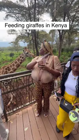 Welcome to the Giraffe Centre, where nature meets wonder! Get up close with these gentle giants in the heart of Magical Kenya.  Video Credits @chiomalov    🇰🇪✨ #GiraffeCentre #MagicalKenya #WildlifeExperience”