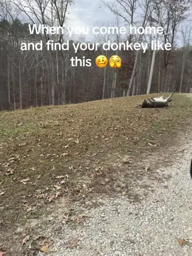 #creatorsearchinsights #ivefallenandicantgetup #upsidedown #donkey 