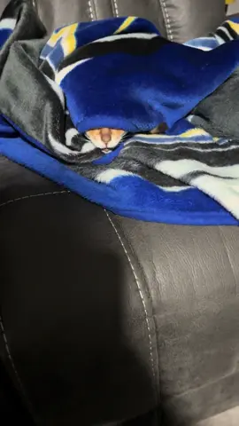 ##bengals #bengal #bengalcat #cat #meow #animalsoftiktok #lazycat #elderlycatsoftiktok #funny #cats #catlover #fypage #foryoupage #catsoftiktok #foryou #loudmeow #loud #trending #trend #trendingvideo 