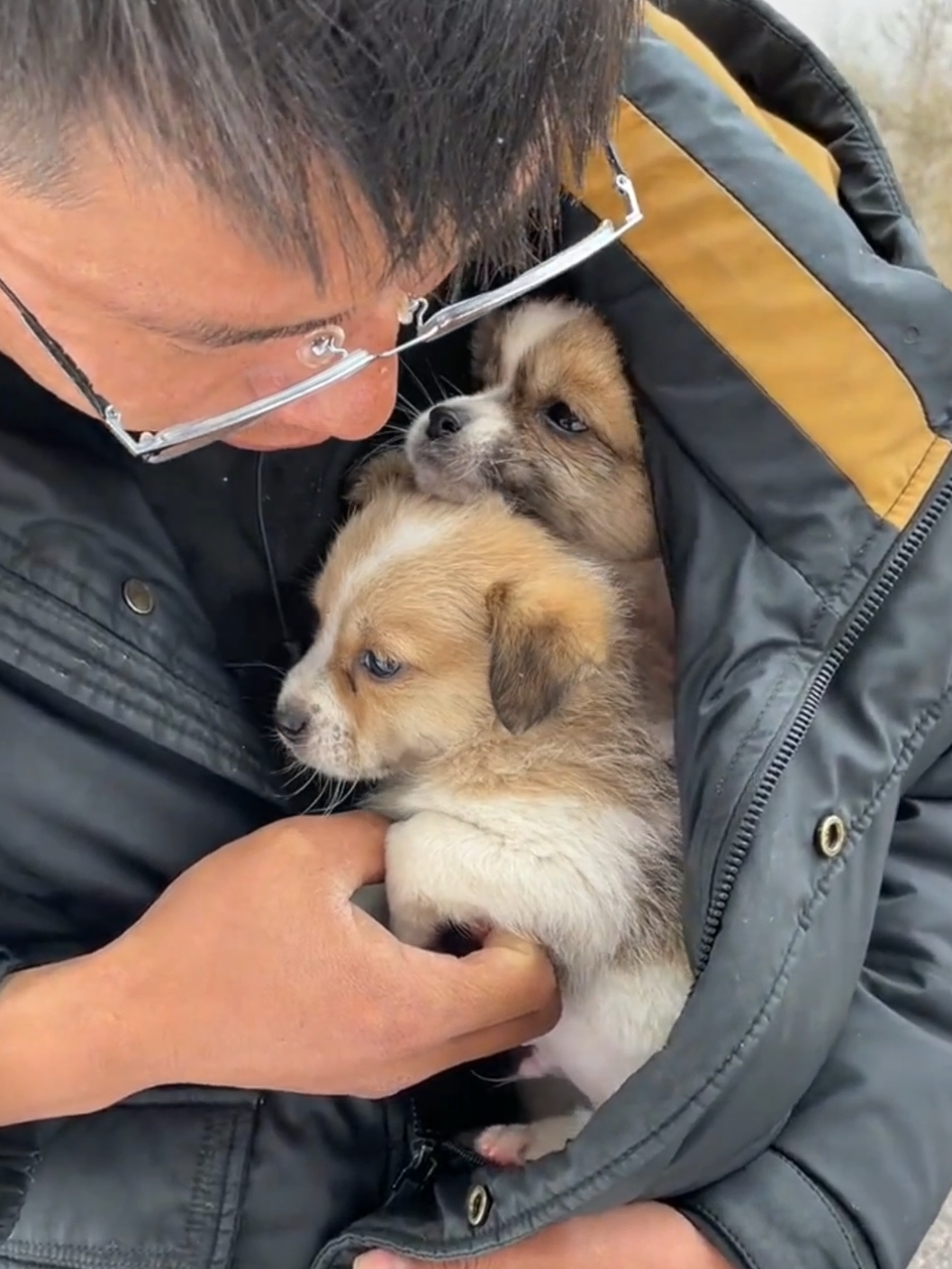 It was good to find two abandoned dogs and bring joy home #pet #fyp #xuhuong #trending #dog #dogsoftiktok #PetsOfTikTok 