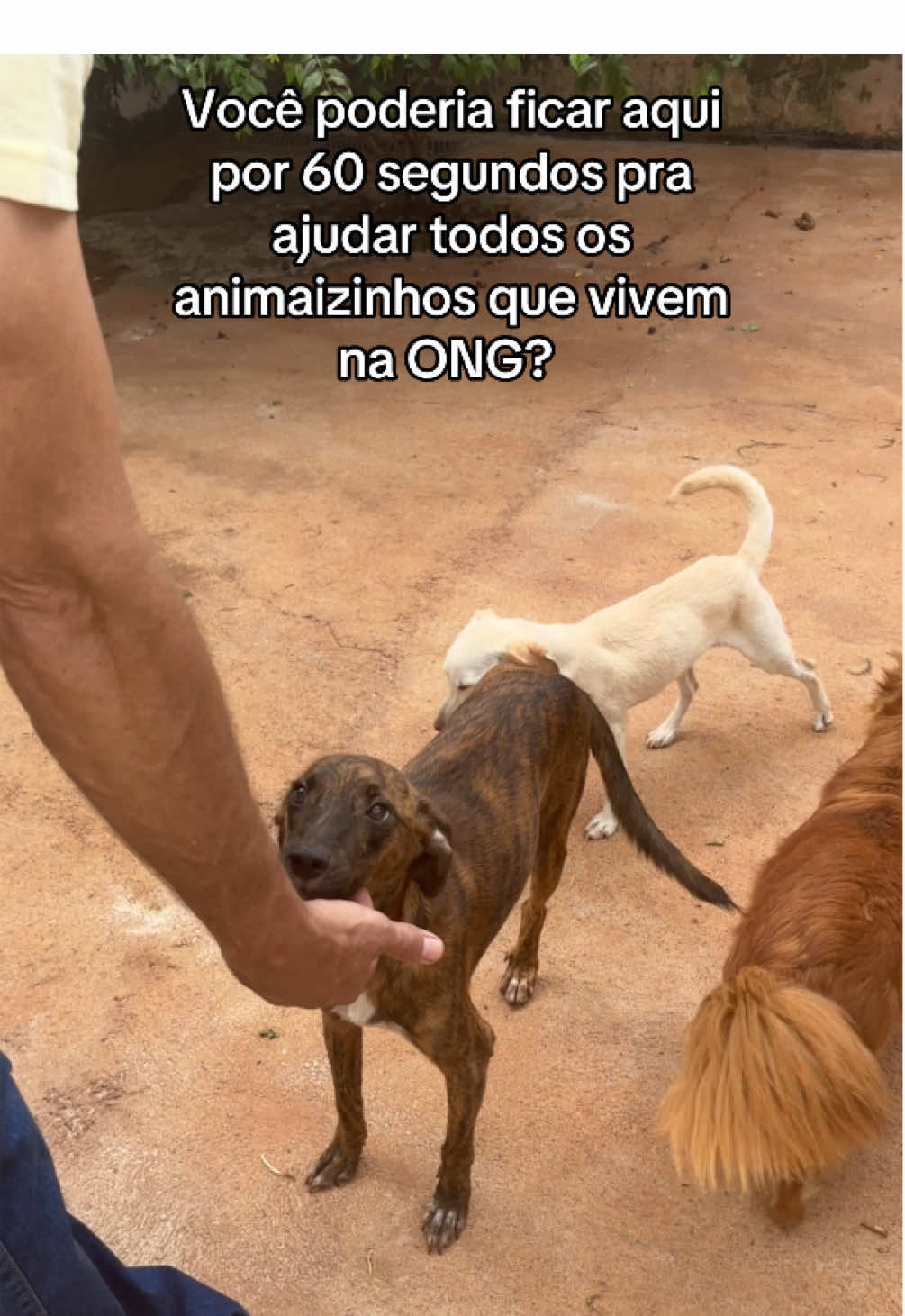 Os cachorrinhos da ONG precisam de 60 segundinhos do seu tempo? Você pode fazer isso por eles? Enquanto isso te apresento os peludinhos que vivem na Baia Especial 🙏❤️🌷 #animaisdotiktok #abrigo #pets #dogs 