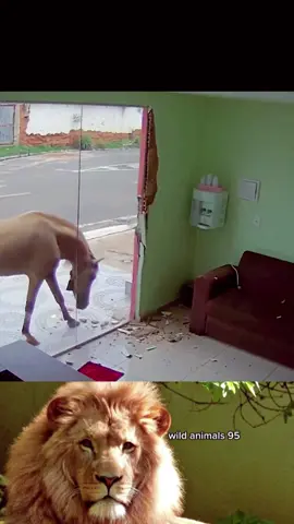 #wild #animals #work #foryou #trending #fyp 