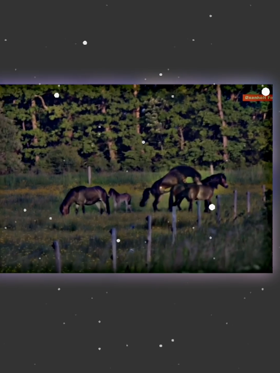 #farm#pferd #bauernhof #plztiktokteamdontuderwiewmyvideohorsebreeding#onlineforyoubreeding#foryougrowmyaccounttiktokgovairal  #Meeting ​ #Horse ​ #Animal ​ #Breeds ​#Bull ​ #တြးၿပီးမင္ပChampionMurrahHorseBigHorseandbidbreedingwhitecrossbreeding$perbreeding #expensivebreeding #breeding #meeting #fyp #jessicahorsevlog #pinkhorsebreeding #whitehorsebreeding 