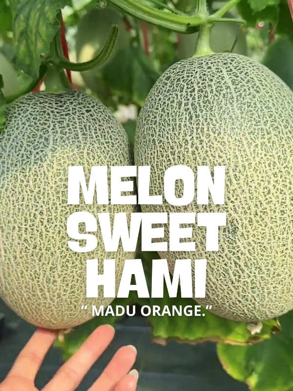 Bagian 92 | BENIH MELON SWEET HAMI MADU 