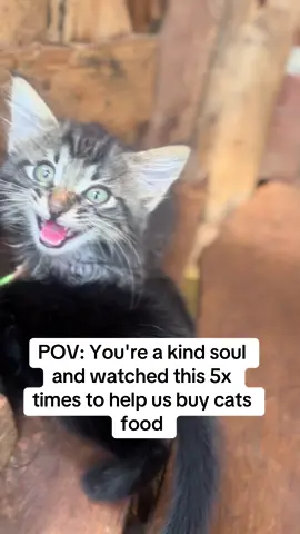#cat #catsoftiktok #animal #fypp #fyp #goviral #tiktokusa 