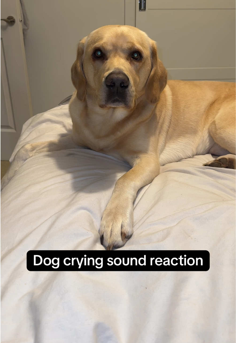 Dog crying sound reaction. Kobi’s like it’s ok, have my toy! #dogsound #soundreaction #goldenlab #labrador #friendlydog #dogtoy #dogreaction #playthissoundtoyourdog #creatorsearchinsights 