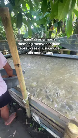 😁😁😁 #peternakmuda #petanimuda #bosmuda #masukberandafyp #lele #leleindonesia #lele #jember #peternaklele #peternaklele #jember #tiktok 