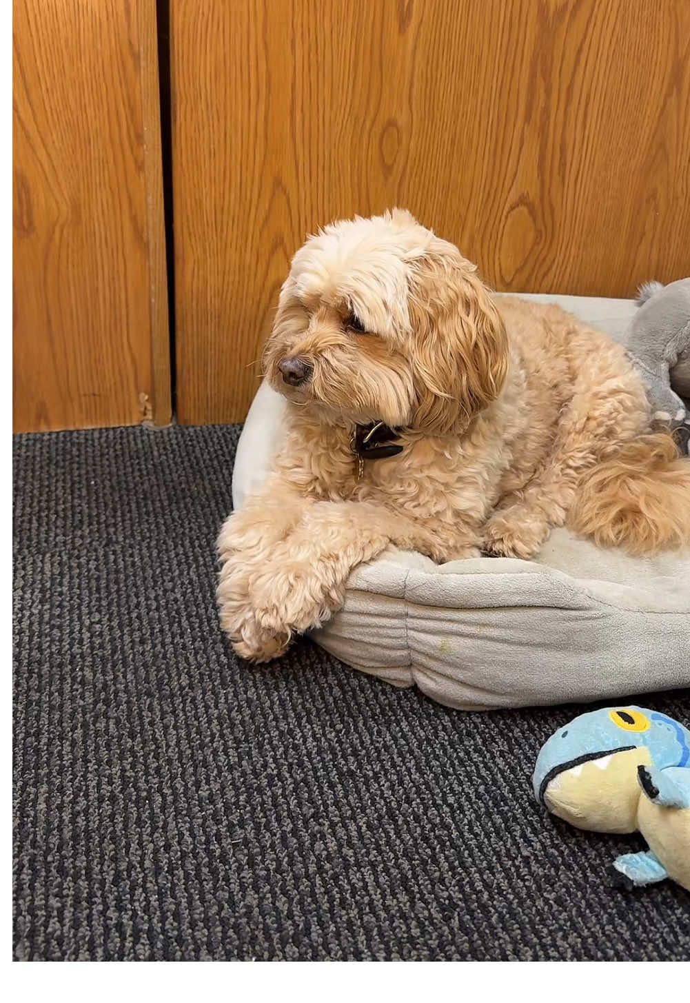 When you're trying to keep it professional, but your coworker has other plans. 🐾😂  #OfficeLife #DogHumor #FYP #ForYouPage #DogsofTikTok #OfficeDogs #FridayVibes #WorkHumor #PetComedy #TGIF #CoworkerChronicles #DogLife