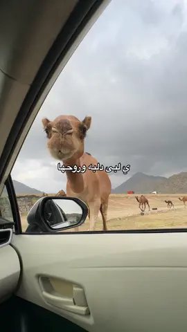 #اكسبلورexplore 