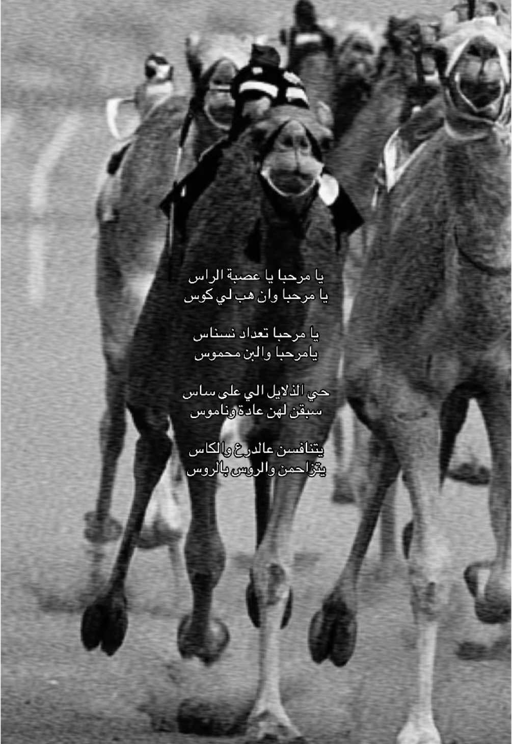 #fyp #هجن 