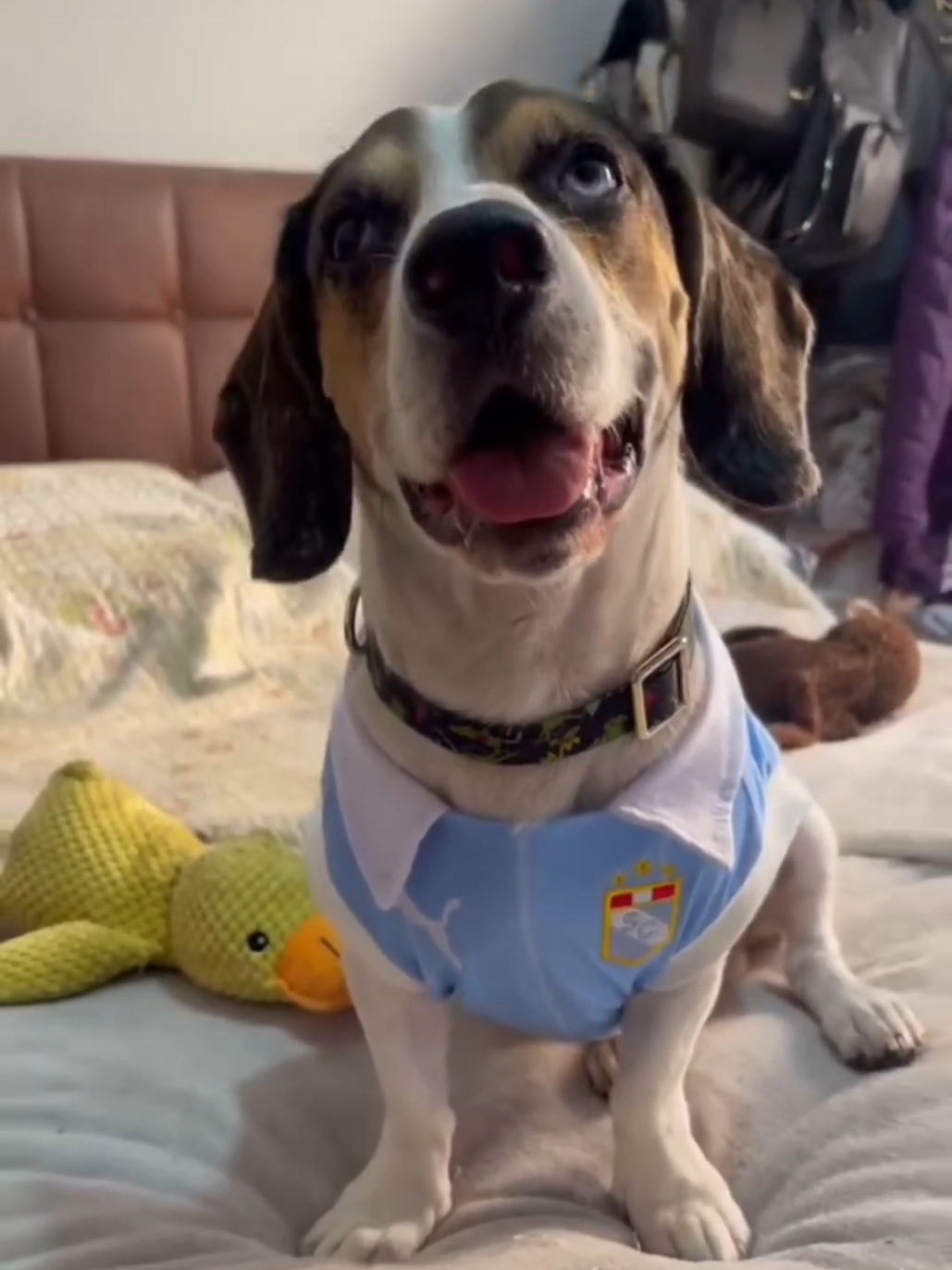 🏆Camiseta Sporting Cristal para tu mascota, Edición 2025 ⚽️ 🐶🐱 Que tu engreído también aliente al equipo de tus amores. Pídela personalizada con su nombre y el número de tu jugador favorito ✨ ¡Juntos, con la celeste en el corazón! 🩵 📱Escríbenos al DM o WhatsApp: 921915781. 🚚 Envíos a nivel nacional. ✅ Aceptamos todos los medios de pago. ✅ Material Win Fresh 100% (Hipoalergénico). ✅ Todas las tallas disponibles. #SportingCristal #CelesteEsMiColor #RazaCeleste #MascotasCelestes #Perros #Gatos #Perú