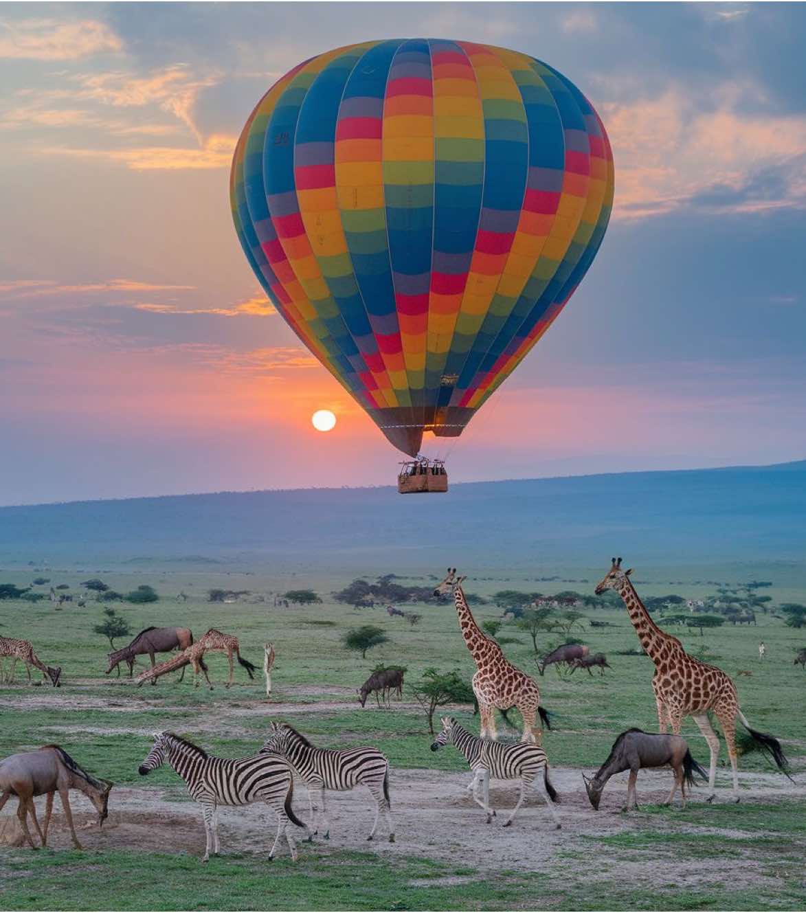 TANZANIA SAFARI 🦁 Comment “SAFARI” if you want to join us on our safari group in june 2025 for affordable prices, then I will send you all information  #ForYou #Foryoupage #FYP #Viral #serengetipark #zanzibar #Tanzania 