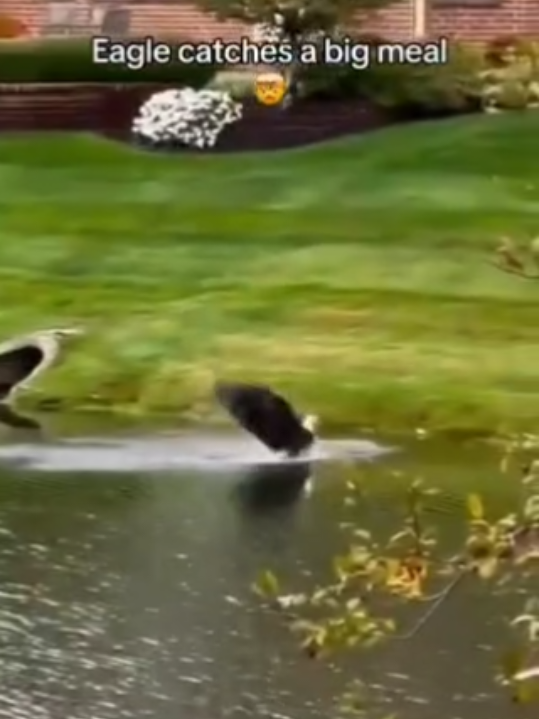 Eagle swoops down and catches a HUGE Catfish!! Merica!! 🦅🇺🇸🐟 #america #usa #eagle #fyea 