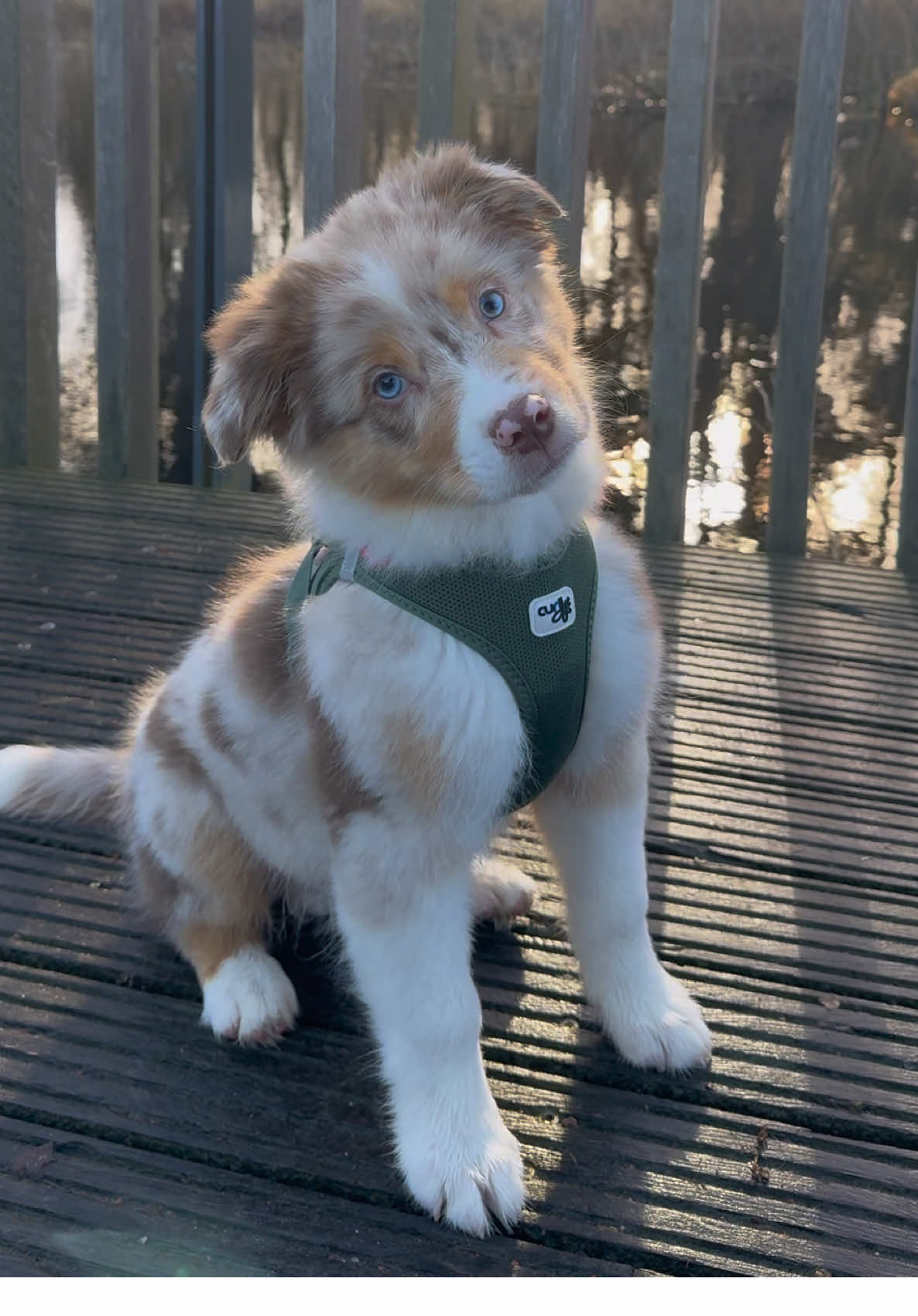 Ein Engel auf 4 Pfoten🐾🐶❤️ #australianshepherdpuppy #australianshepherd #dogtok #puppy #welpe #cute #dogsoftiktok #aussiepuppy #aussie