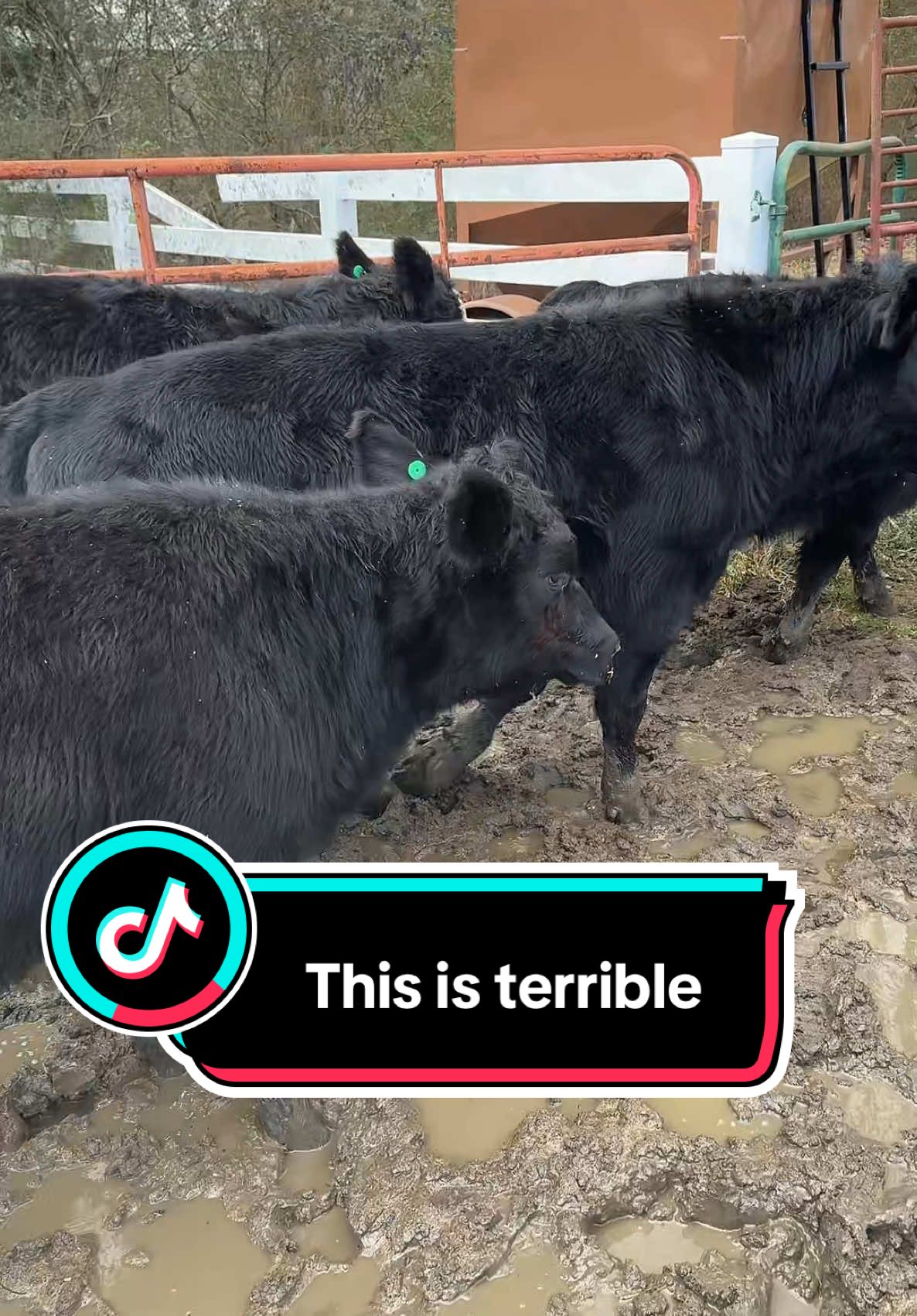 Working cows with your husband 😅😅😅😅😅 #cows #farm #farmlife #marraigehumor #marriage 