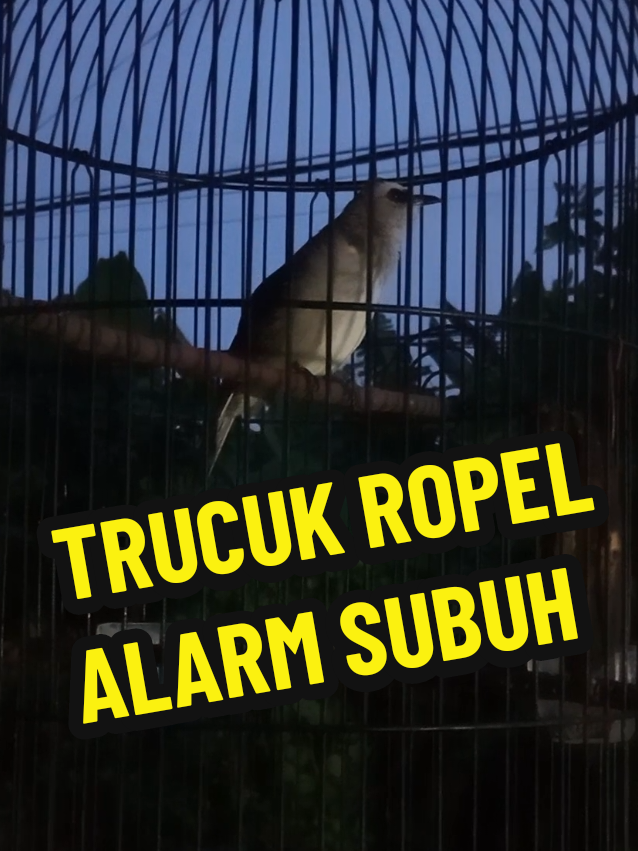 trucuk ropel alarm subuh #trucukanropel #trucukgaruda #ropelmania #trucukan #trucuk #trucukanindonesia #trucukangacor #trucukgacor #kicaumania #trucukropel #fyp 