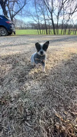 #blueheeler #blueheelersoftiktok #puppy #puppytiktok #fyp #herdingdog #tonnefarm #beans #beanstheblueheeler 