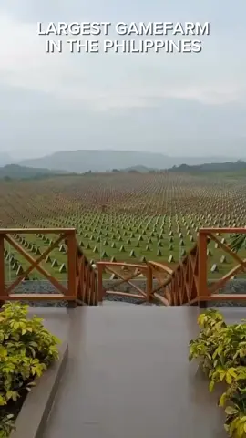 #gamefarm #foryouforyoupage #foryou #fypシ #sabongnation #gamefowl #goodvibesonly 