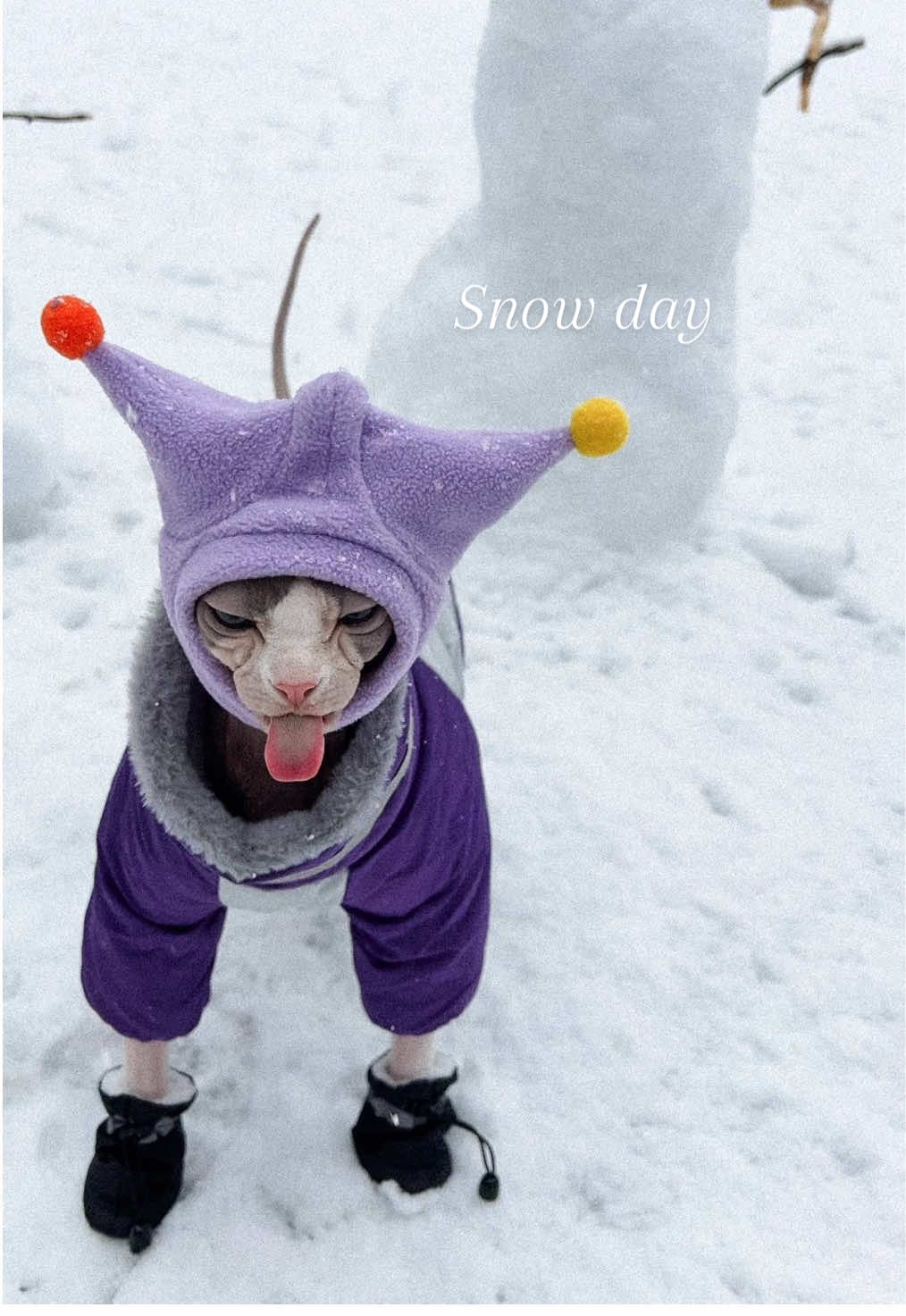 I took my cat Marshall to the mountains to play in snow for the first time! #sphynx #pets #catsoftiktok #adventurecat #snowday 