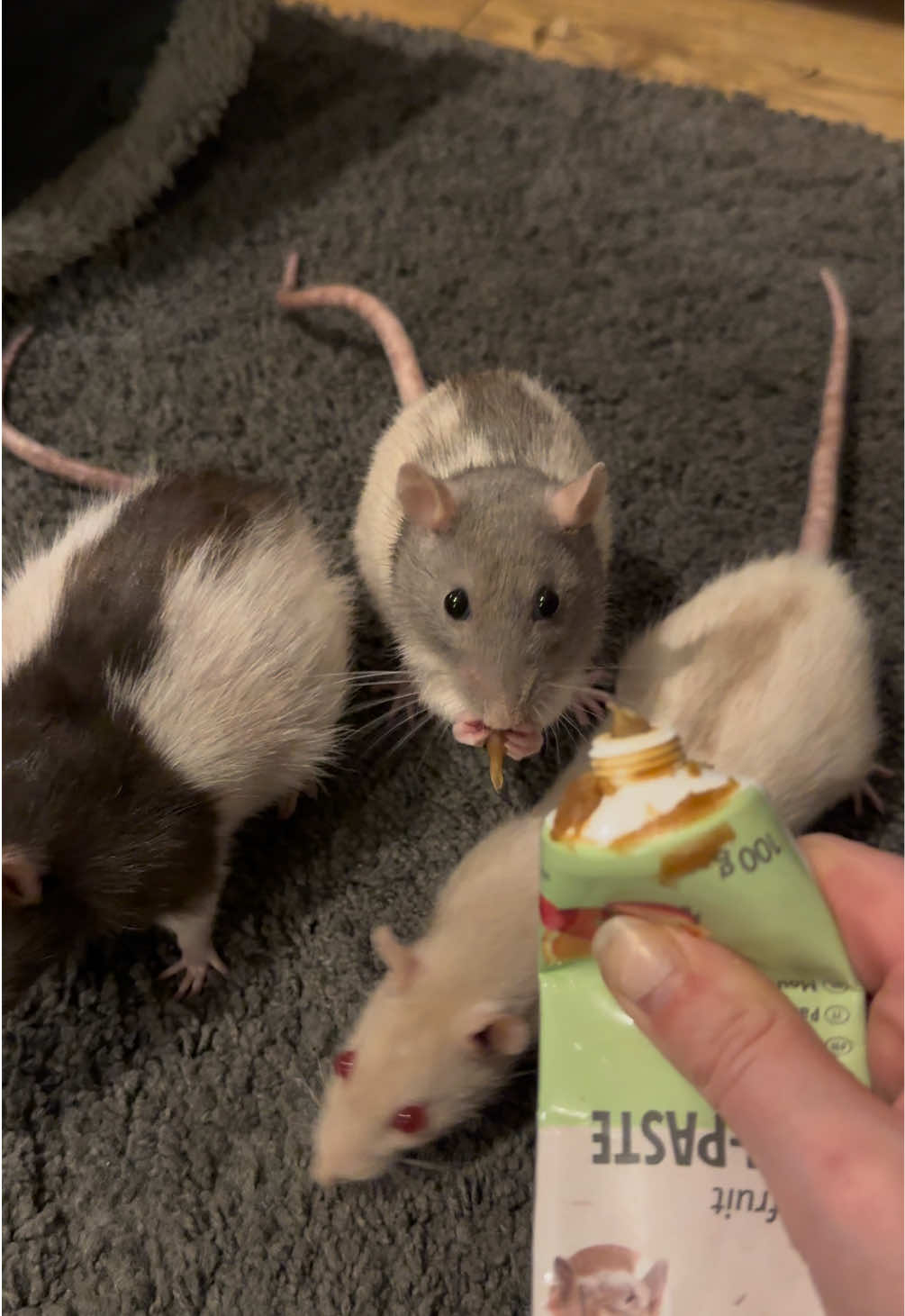 Kiwi, Pancake, and Coconut 🩷