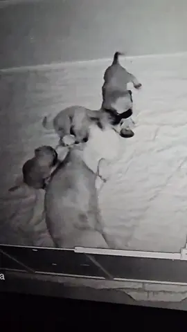 Mom having fun with the babies... #puggies #pugglesoftiktok #puggies_are_cute #pugglelife 