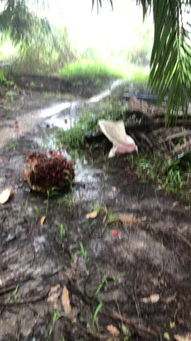 Panen sawit hujan hujan biar dapat berkah nya ketik Amin dikomentar semoga mendapatkan keberkah nya juga Amin😇#fyp #fyp #viralvideo #fypdong #katakata #storywa #petanimuda #petanisawit 