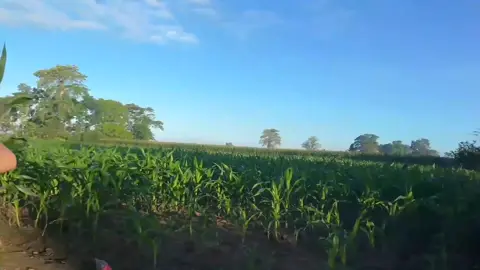 DRONE SHOT'S BRGY. ANGADANAN LORIA ISABELA  #isabela #highlight #everyone 