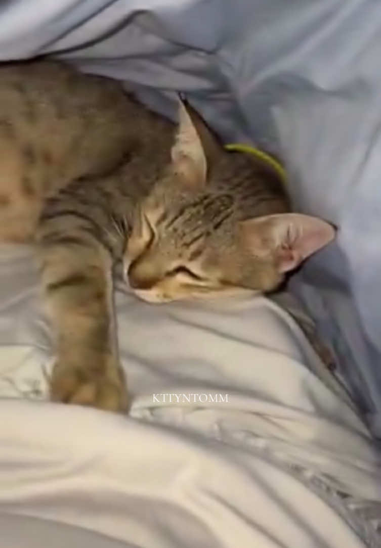My cat's have favorite place to sleep 😴#sheknows #foryou #x 