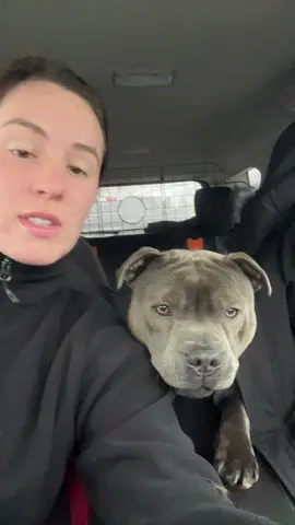 I do not like this jacket! #staffordshirebullterrier #staffy #staffysoftiktoklove #fypp #fypシ゚viral #funnyvideo #funnymoments #puppytiktok #cutedog #cuteanimals #staffypuppy 