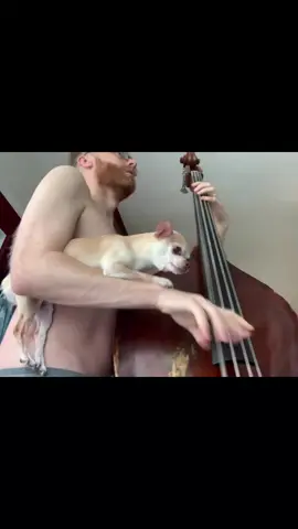 #chihuahua #bassist #funnydog #dogsoftiktokviral #chihuahuastiktok #dogbassist #geniusdog #dogvideo #musicaldog #discodog #vaporwave 