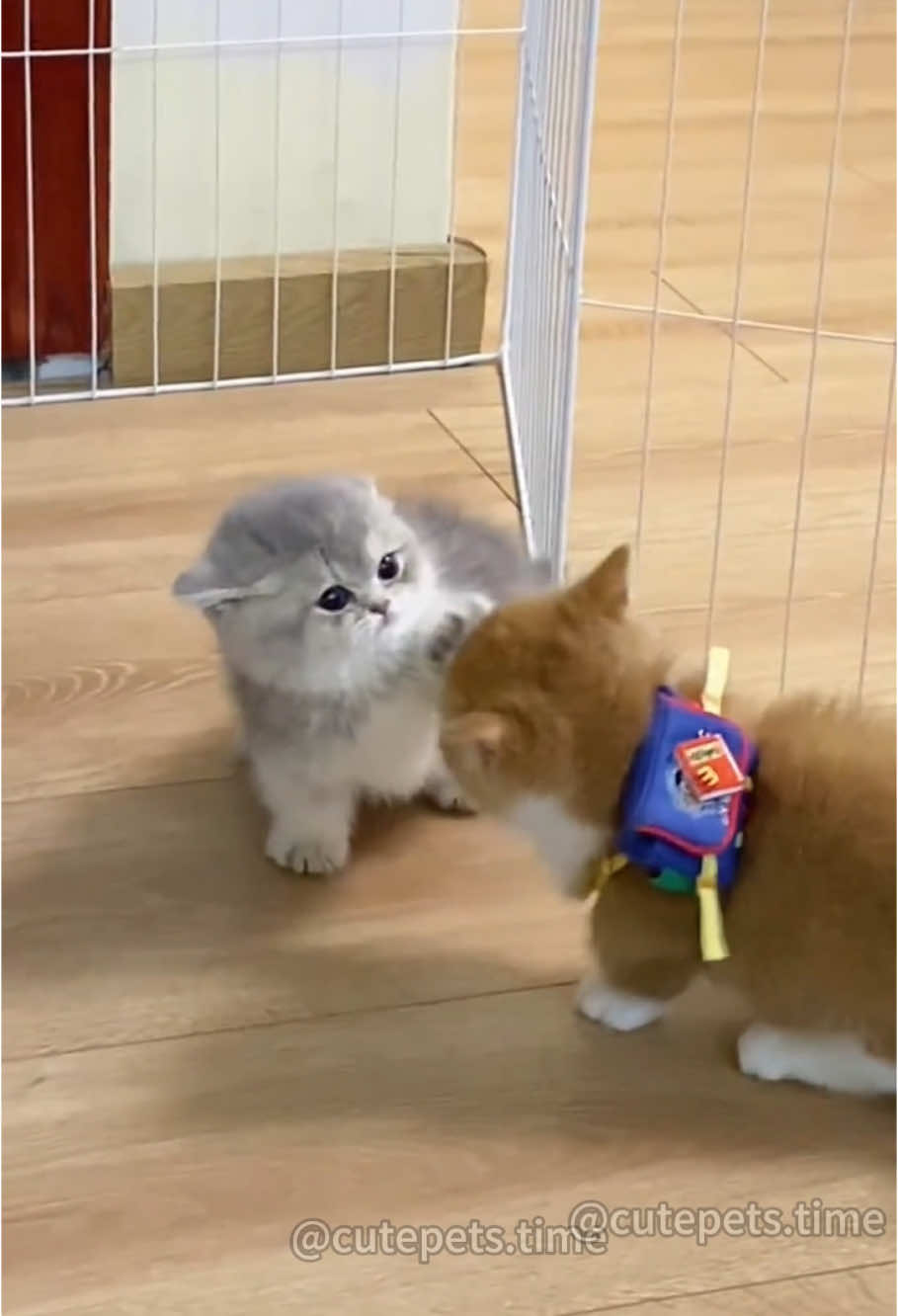 Short legs have a good time#kitten #kittensoftiktok #fyp #foryoupage #cutecat #catlover #catsoftiktok #cutepet 