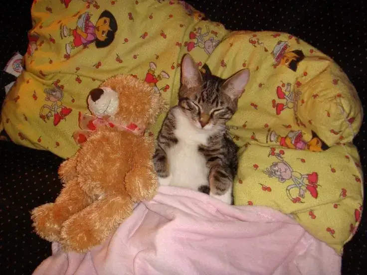 GATOS TT #gatos #bendiciones 