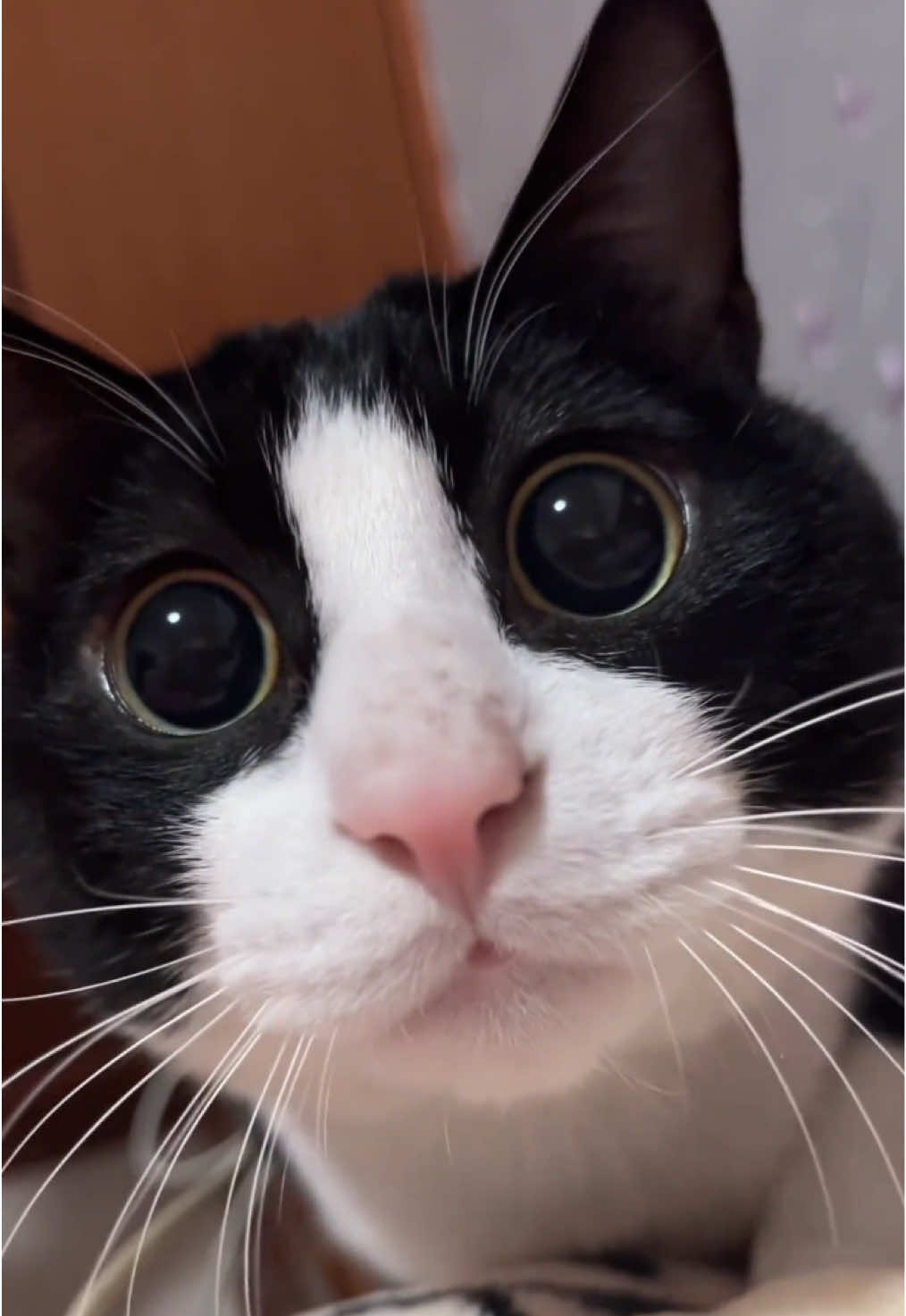 Wow, it's the feeling of having a crush.#cutecat #kucing #pet #kitty 