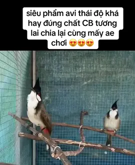 #chaomaobaydau #xuhuongtiktok 