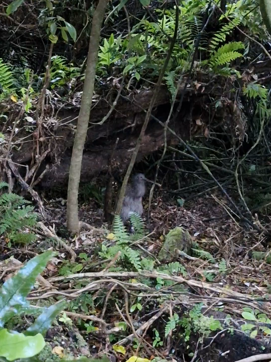 Have you heard a female kiwi calling? . . . #bird #stewartisland #kiwi #nz #newzealand #wildlife