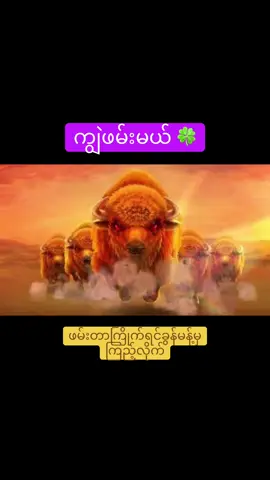 #ကျွဲဖမ်းမယ်လက်ဆောင်လေးနဲ့#လက်ဆောင် #myanmartiktok🇲🇲🇲🇲 #myanmarsong🇲🇲 #myanmarmovie 