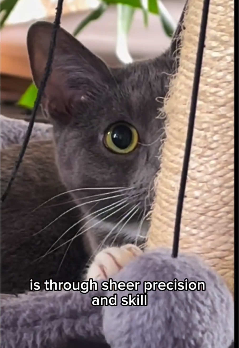 I may be a cat… but I’m top dog. Period. 