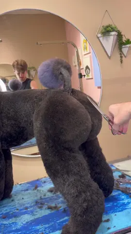 All my poodles haircuts 🍑 #poodle #dogsbylogan #doggrooming #dogs