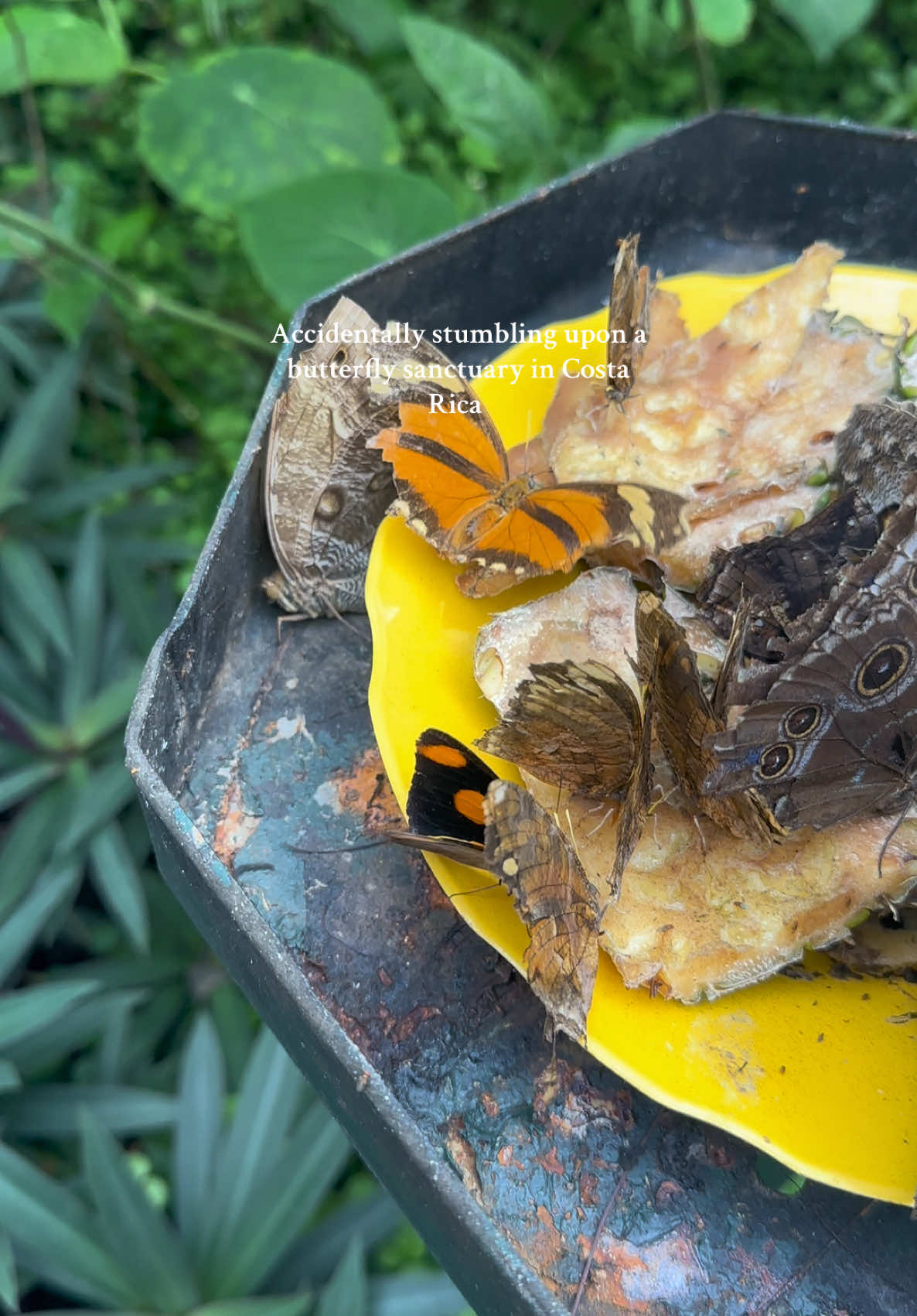 Serendipity 🦋 #costarica #travelvlog #butterflies🦋 #butterflysanctuary #montezuma 