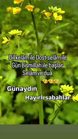 Günaydın hayırlı sabahlar mutlu hafta sonları #🍫☕️🍫☕️🍫☕️💐🌼🌤 