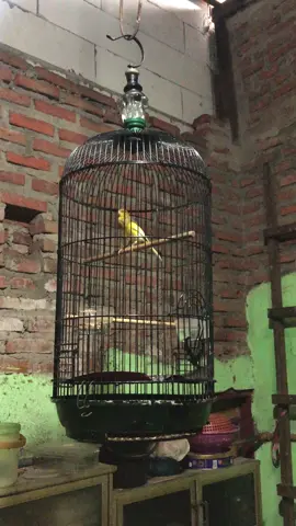 Sold gacoran loper 🐤 #kenari  #kenarimaniaindonesia  #kicaumanianusantara  #kenarilomba  #kenarimania  #kenarimania  #kicaumania  #fypシ゚viral🖤tiktok #fyp  #surabayatiktok 