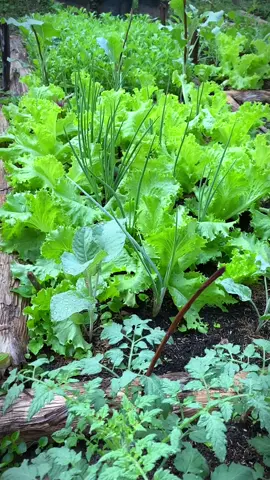 Ra vườn ngắm rau buổi sáng sớm #vuoncuaphuy #mientayquetoi #rurallife #vuonrautainha #harvesting #trongcay #thichtrongrau 