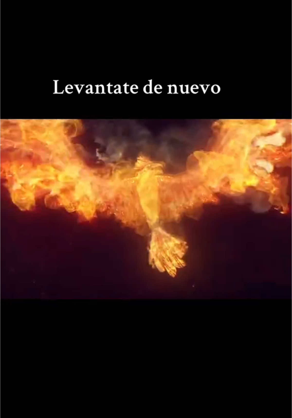 #avefenix #parati #